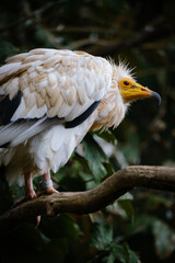 eagle bird
