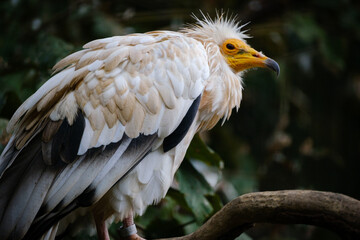 eagle bird