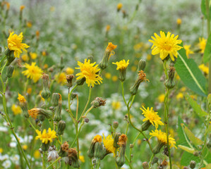 It grows in nature yellow-field thistle (Sonchus arvensis).