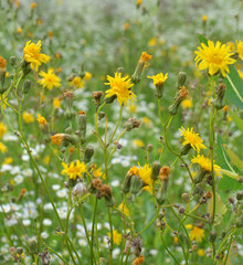 It grows in nature yellow-field thistle (Sonchus arvensis).