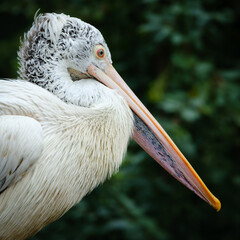 pelican bird