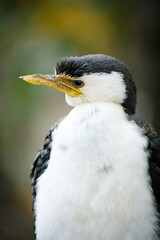 Heron bird, portrait of him