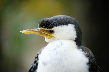 Heron bird, portrait of him