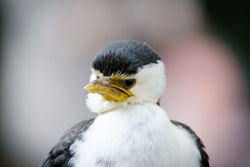 Heron bird, portrait of him