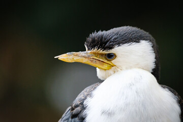 Heron bird, portrait of him