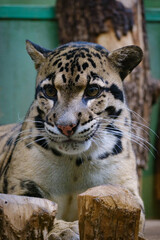 leopard cloud, big cat, cat