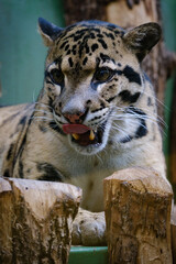 leopard cloud, big cat, cat