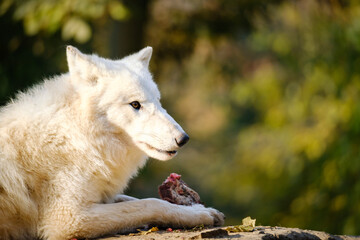 arctic wolf, portrait, hungry, meat