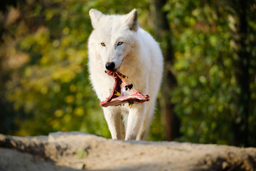 Fototapeta premium arctic wolf, portrait, hungry, meat