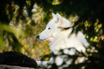 arctic wolf, portrait, hungry, meat