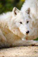 arctic wolf, portrait, hungry, meat