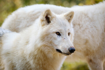 Obraz premium arctic wolf, portrait, hungry, meat