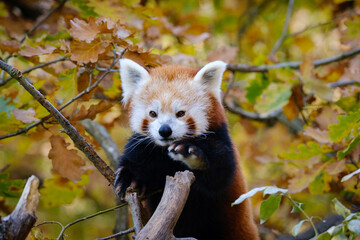 red panda on the tree