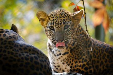 leopard, big cat, fur