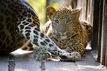 leopard, big cat, fur