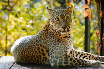 leopard, big cat, fur