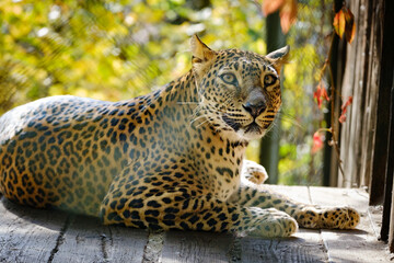 leopard, big cat, fur