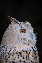portrait of owl