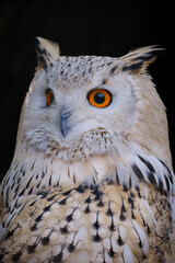 portrait of owl