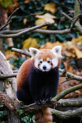 red panda on the tree