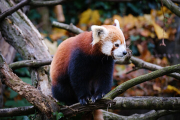 red panda on the tree