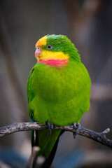 Fototapeta na wymiar parrot, green bird