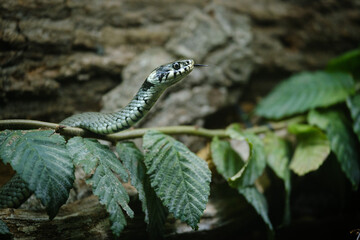snake on the tree