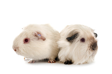 guinea pig in studio