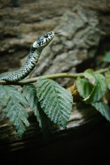 snake on the tree