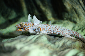 lizard lying on the rock