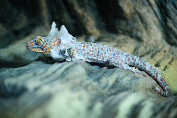lizard lying on the rock