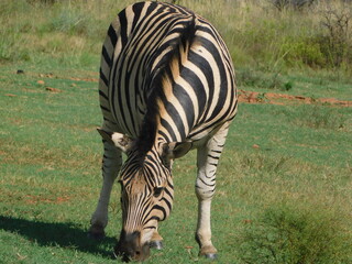 Fototapeta na wymiar Portrait closeup photo of a beautiful Zebra, facing the camera, grazing on green grass in a grass field surrounded by bushes and trees under a light blue sky. Photo was taken in South Africa