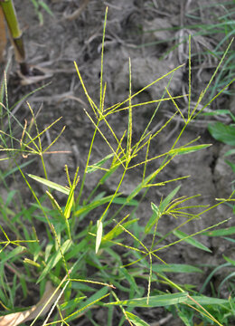 In the field, like a weed, grows Digitaria sanguinalis
