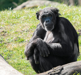 chimpansee sitting
