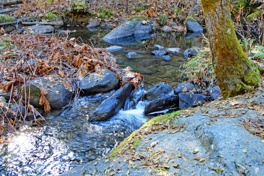 Wall mural Lewis Creek in the Autumn