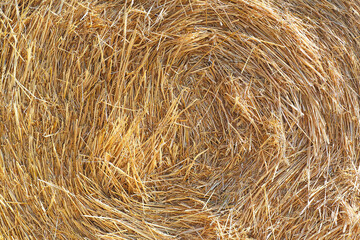 Golden straw texture, as background. Hay background in summer day.