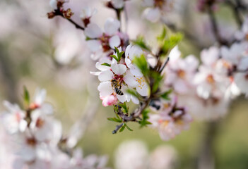 European honey bee (Apis mellifera) pollinating an almond (Prunus amygdalus). Focus on the bee and flowers.