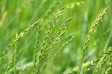 In the meadow growing cereal plant grass Elymus repens