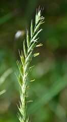 In the meadow growing cereal plant grass Elymus repens