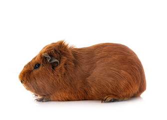guinea pig in studio