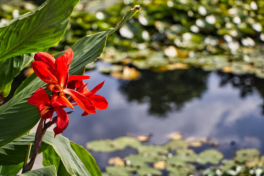 Canna Generalis mit roten Blumen mit einem Teich im Hintergrund 