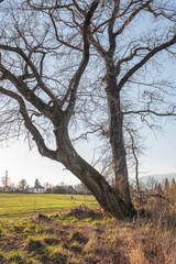 arbre dans un champ