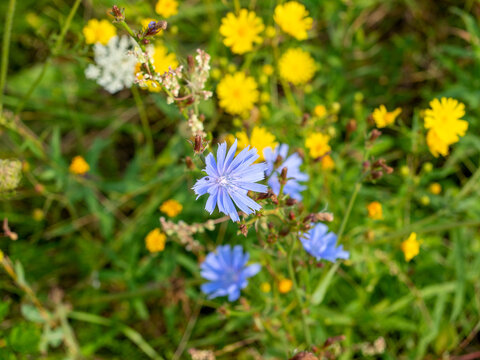 Close-up of a Cichorium blue field flower. Blurred yellow flowers in the background