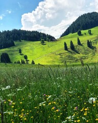 meadow with flowers