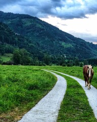 cows in the mountains