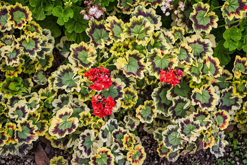 Zonal Pelargonie besondere Blätter mit einer roten Blume 
