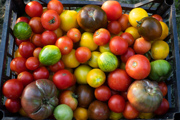 ripe organic tomatoes freshly collected eco gardening