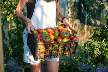ripe organic tomatoes freshly collected eco gardening