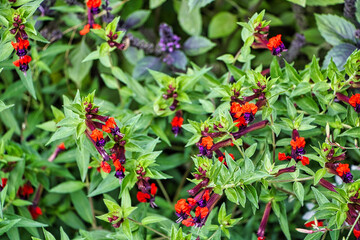 Rotblaue Blume auf einem grünen Hintergrund 