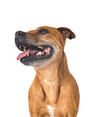 staffordshire bull terrier